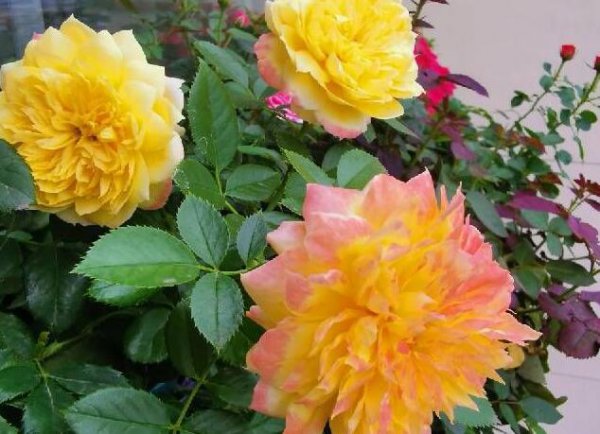 烟花波浪月季优缺点