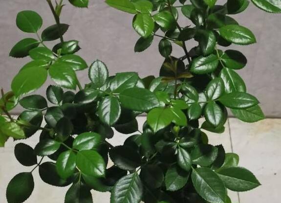 烟花波浪月季优缺点