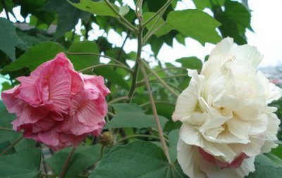 芙蓉花怎么养 芙蓉花养护指南
