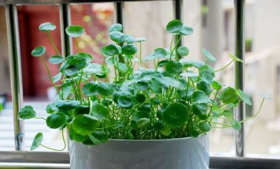 适合家养的花卉 《家养花卉推荐》