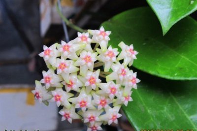 球兰为什么不开花（图） 《球兰不开花原因（附球兰图）》