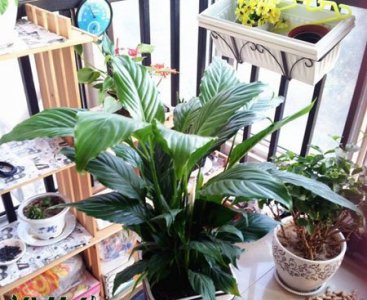 一帆风顺不开花怎么回事 《一帆风顺为何不开花？》