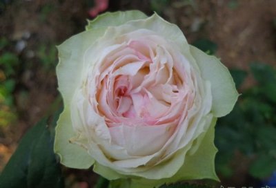 月季花幻彩（アルヌワブラン）讲解 幻彩（アルヌワブラン）图片欣赏