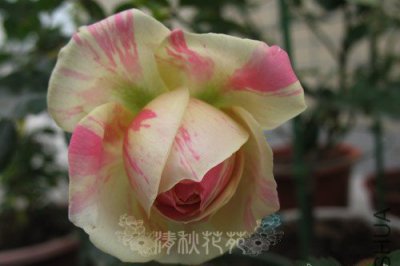 月季花薄荷冻糕详解 薄荷冻糕图片集
