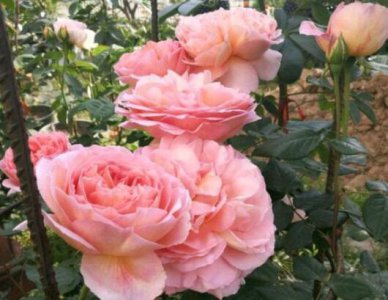 月季花后如何修剪 月季花期过后怎么修剪