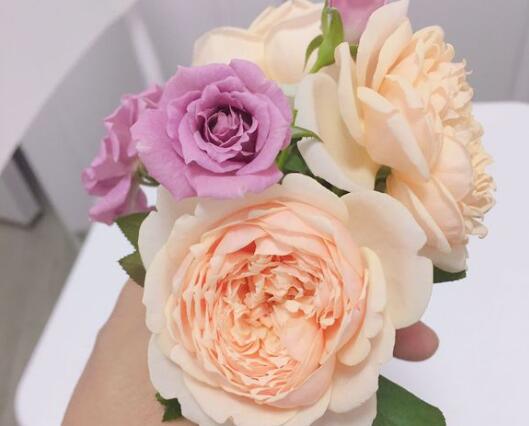 月季花后如何修剪