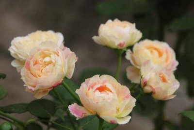 月季小苗要剪掉花苞吗 如何多分枝