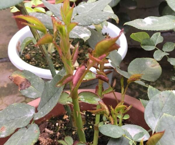月季小苗要剪掉花苞吗