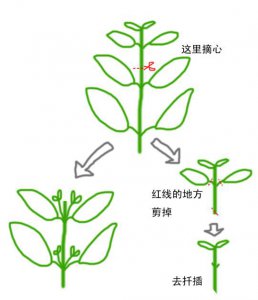 打顶是什么意思 《打顶的含义是什么？》