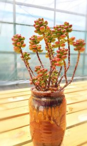 多肉植物丸叶松绿详解 丸叶松绿图片欣赏