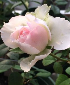 月季花佩尔朱克（ペルジューク）介绍 佩尔朱克（ペルジューク）图片欣赏