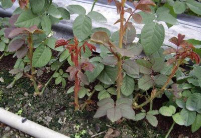 月季笋芽是否打顶需看情况 月季笋芽要打顶吗 看情况
