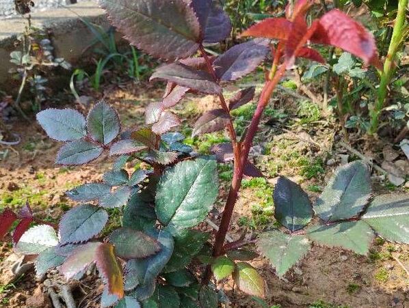 月季笋芽要打顶吗