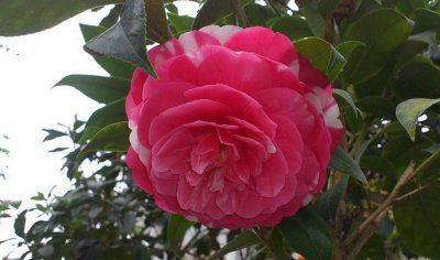花鹤翎茶花介绍 花鹤翎茶花图片欣赏