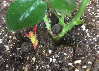 《月季笋芽生长好兆头》 月季笋芽是什么 好兆头