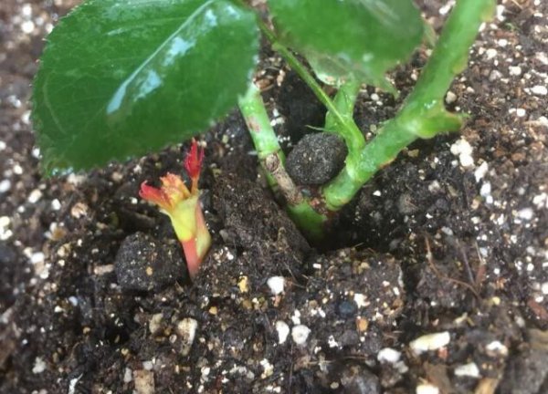 月季笋芽是什么