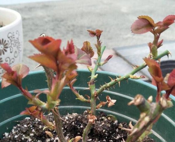 月季笋芽是什么