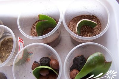 豆瓣绿的生根实验 《豆瓣绿生根实验探究》