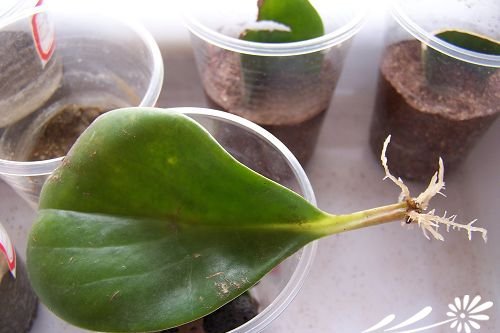 豆瓣绿的生根实验