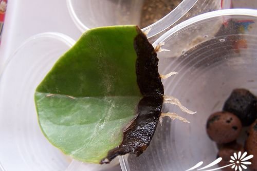 豆瓣绿的生根实验