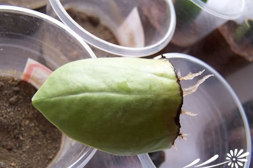 豆瓣绿的生根实验