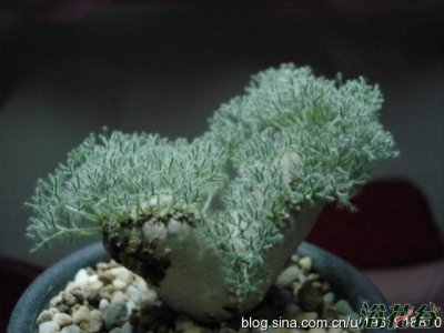 花卉白皮月界详解 白皮月界图片集