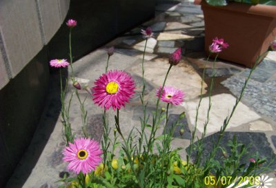永生菊养植方法介绍 永生菊的养植方法介绍