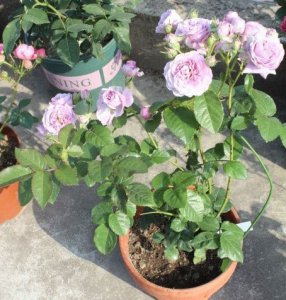 月季花薰衣草花环详解 薰衣草花环图片大全