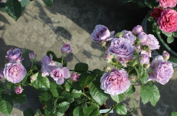 薰衣草花环图片四