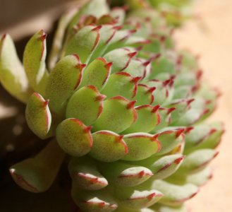 多肉植物新版小红衣详解 新版小红衣图片集