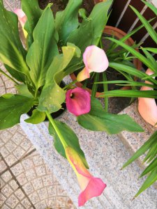 彩色马蹄莲颜色变淡、变绿、变白的原因