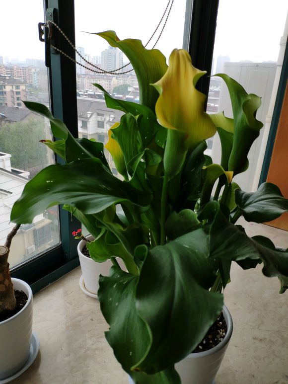 彩色马蹄莲颜色变淡、变绿、变白的原因
