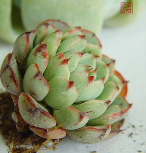 多肉植物老版小红衣介绍 老版小红衣图片