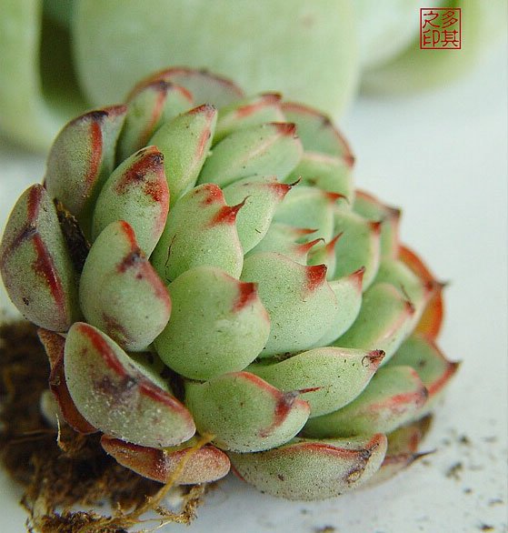 老版小红衣图片一