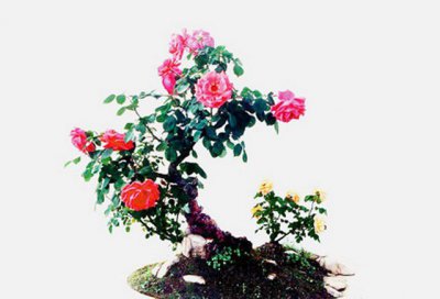 月季花盆景讲解 月季花盆景图片欣赏