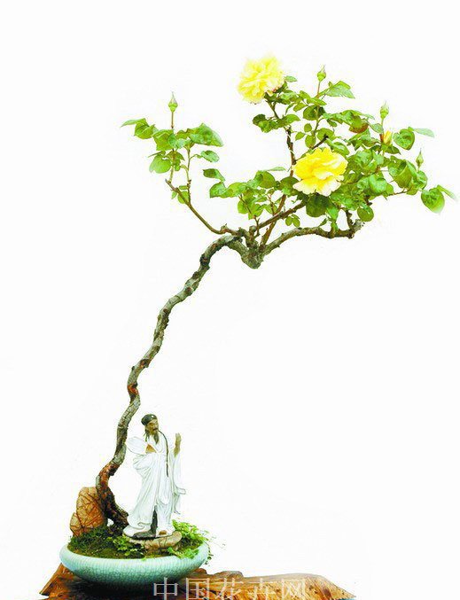 月季花盆景图片二