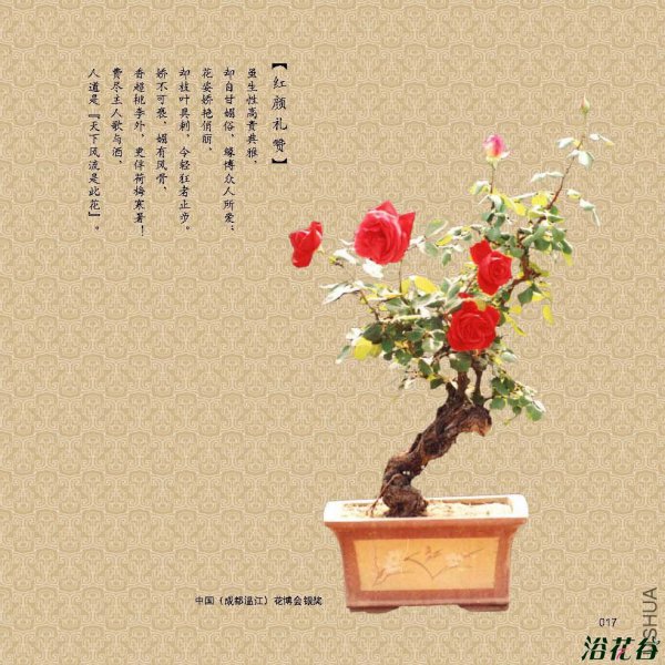 月季花盆景图片三