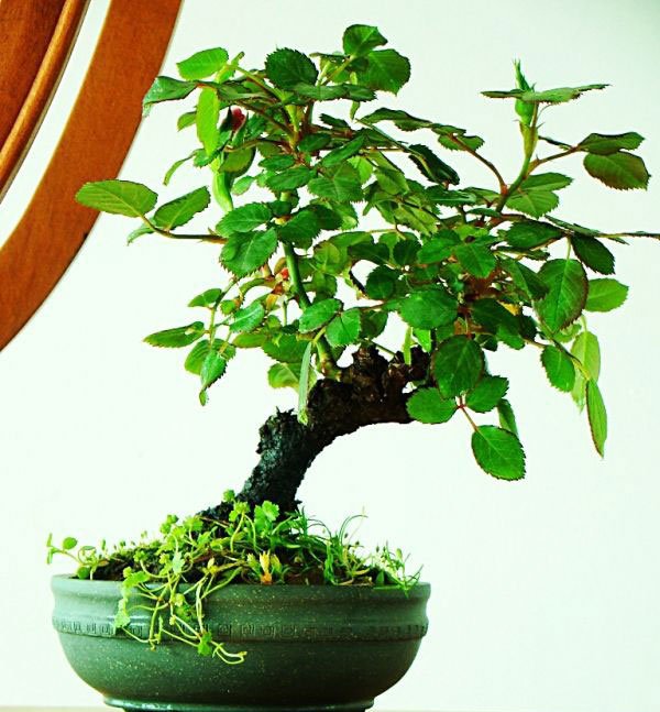 月季花盆景图片四