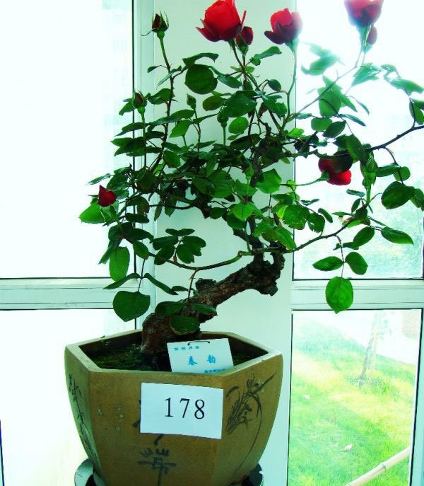 月季花盆景图片五