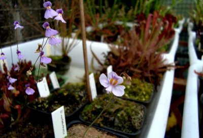 海妖女狸藻Utricularia parthenopipes