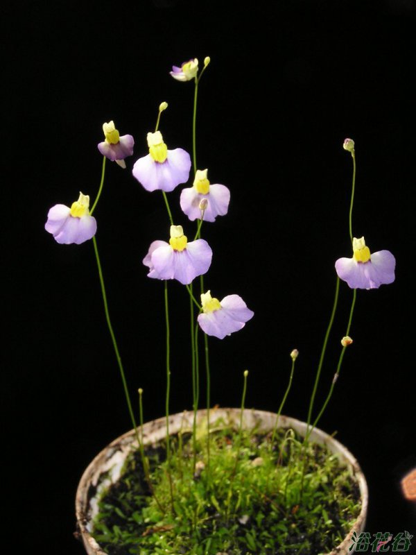 海妖女狸藻Utricularia