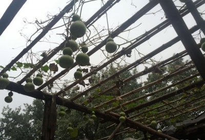手捻葫芦采摘 《手摘手捻葫芦》