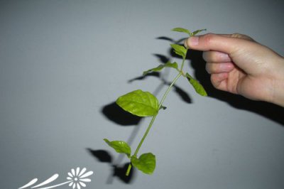 茉莉花的繁殖方法 《茉莉花繁殖方式有哪些？》