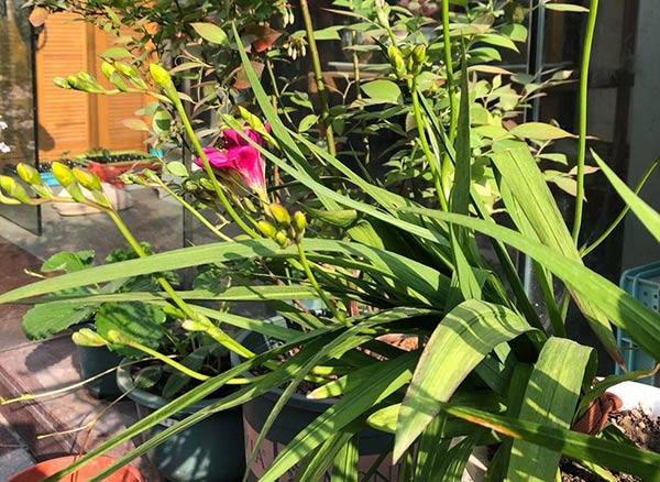 香雪兰一年开几次花