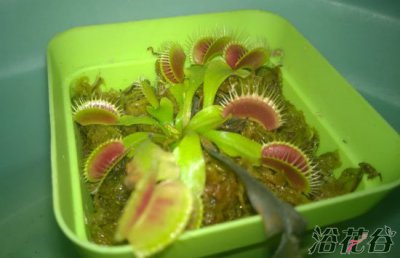捕蝇草腰水法养护 《捕蝇草腰水养护法》