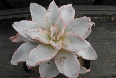 广寒宫多肉植物讲解 广寒宫多肉植物图片集
