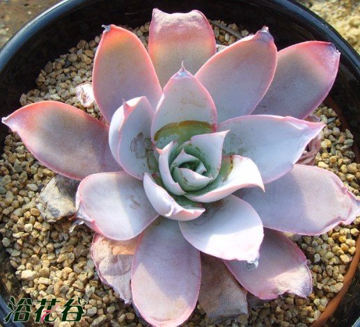 广寒宫多肉植物图片二