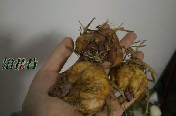 百合冬天怎么养