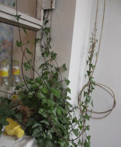 绿玉菊介绍 绿玉菊图片大全
