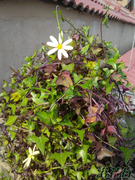 绿玉菊图片二